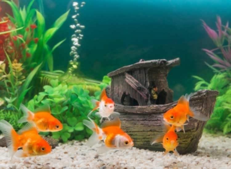 Gold fish