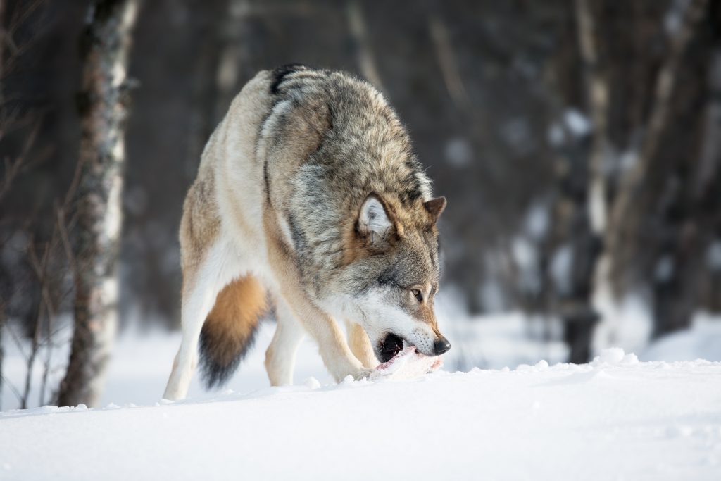 wolf